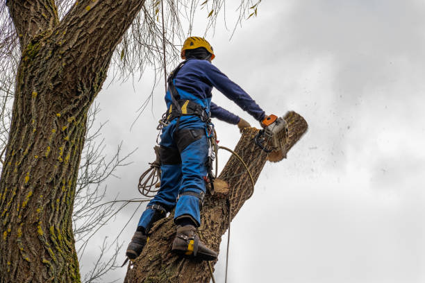 Best Tree Preservation Services  in North Bay Village, FL