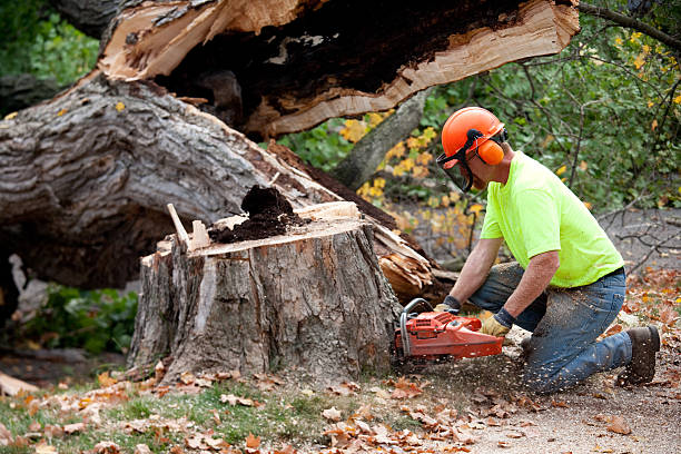 How Our Tree Care Process Works  in  North Bay Village, FL